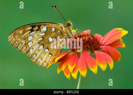 Great Spangled Fritillary Speyeria cybele auf Gaillardia Blume E USA, durch Überspringen Moody/Dembinsky Foto Assoc Stockfoto