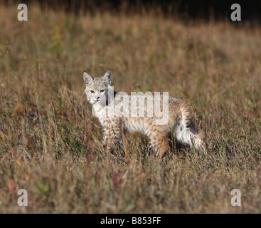 Junge Bobcat Kätzchen, Lynx rufus Stockfoto