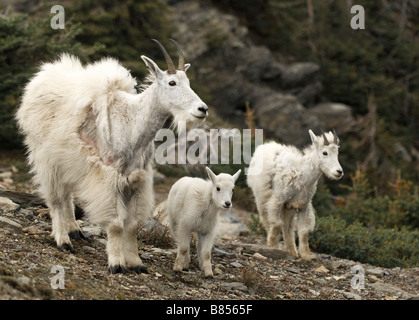 Weibliche Bergziege mit ihren zwei Lämmer in Glacier Nationalpark Stockfoto