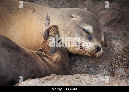 Paar Galapagos Seelöwen Zalophus wollebacki, Gekuschelt schlafend bei South Plaza Islet, Galapagos, Ecuador im September Stockfoto