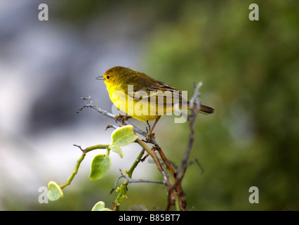 Yellow warbler, Dendroica petechien Aureola, stand auf Zweig in Punta Suarez, Espanola Island, Galapagos, Ecuador im September Stockfoto