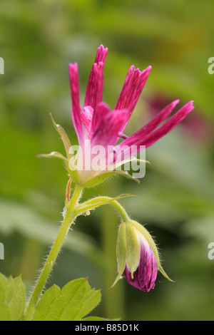 Blühenden Garten hybride Geranium (Geranie X oxonianum 'Thurstonianum'). Stockfoto