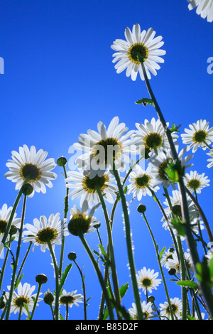 Unterseite der Blumen von Ochsen-Auge Daisy (Leucanthemum Vulgare). Powys, Wales. Stockfoto