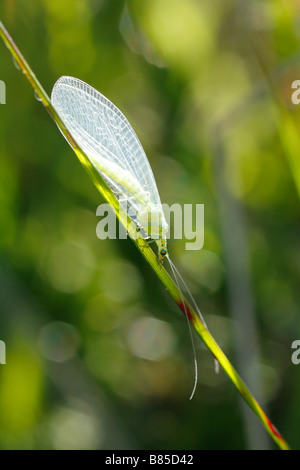 Gemeinsamen grünen Florfliege (Chrysoperla Carnea). Powys, Wales. Stockfoto