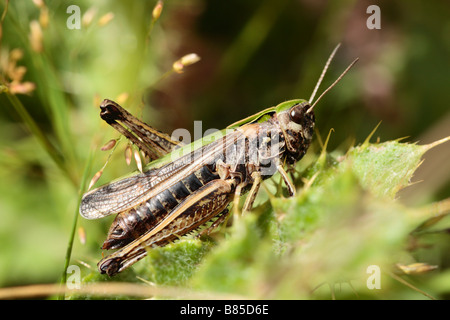 Weibliche gemeinsamen grünen Grashüpfer (Omocestus Viridulus) in der Sonne aalen. Powys, Wales, UK. Stockfoto