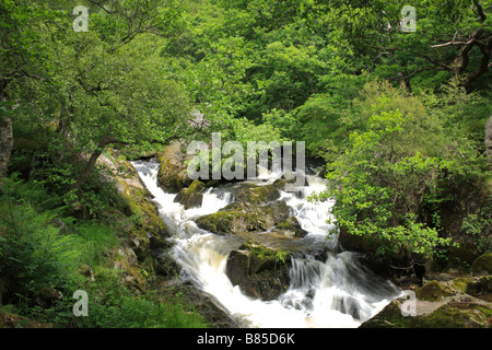 Wasserfälle am Fluss Marteg. Gilfach Farm Nature Reserve, ein Radnorshire Wildlife Trust Naturschutzgebiet in der Nähe von Rhayader, Powys, Wales. Stockfoto