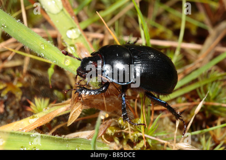 Dor Beetle (Geotrupes Stercorarius). Powys, Wales. Stockfoto