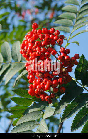 Beeren von Rowan oder Eberesche (Sorbus Aucuparia). Powys, Wales. Stockfoto