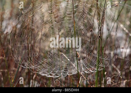 Weiblich-Garten / Cross Spider (Araneus Diadematus) in der Mitte des ihr Netz an einem taufrischen Morgen. Powys, Wales. Stockfoto