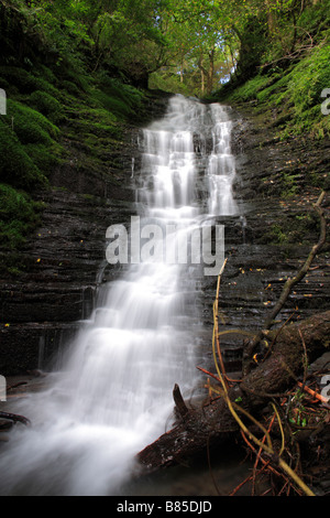 Wasser-It's-Draufgänger Wasserfall in Warren Holz, in der Nähe von neuen Radnor, Powys, Wales. Stockfoto