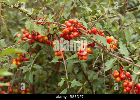 Schwarz-Zaunrübe (Tamus Communis) Beeren im Herbst. durch eine Hecke wächst. Powys, Wales. Stockfoto