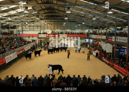 Beurteilung mit einer fetten Rinder Klassen an der walisischen Winter Landwirtschaftsmesse. Stockfoto