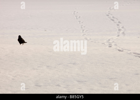 Eine Krähe auf der Suche nach Nahrung in den Schnee in Ambl Eside Cumbria UK Stockfoto