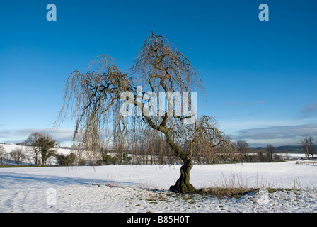 Ornamentale Weide auf dem Gelände des Kilwaughter Schloss in der Nähe von Larne County Antrim. Stockfoto