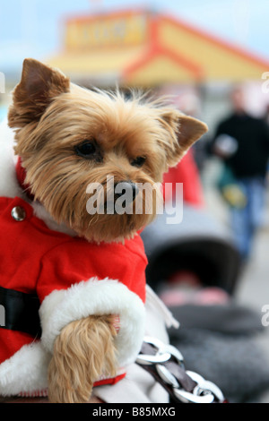 Hund im Weihnachtsmann-Kostüm Porthcawl Mid Glamorgan South Wales UK Stockfoto