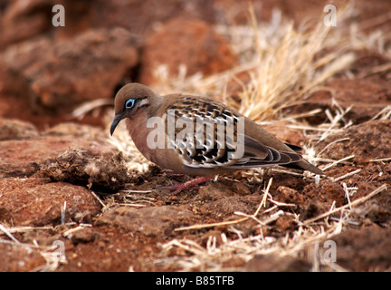 Galapagos Dove, Zenaida galapagoensis, auf der Suche nach Essen auf der Insel North Seymour, Galapagos, Ecuador im September Stockfoto