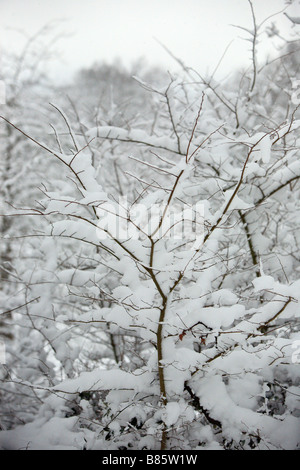 Riesige Menge an Schnee fallen im London Borough of Richmond upon Thames im Februar 2009. Stockfoto