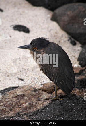 Unreife Lava Heron, Butorides sundevalli, stehend auf Felsen an Mosquera Islet, Galapagos, Ecuador im September Stockfoto