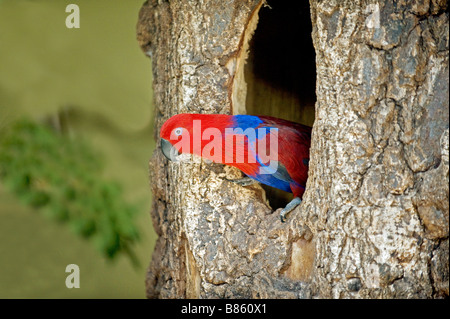 Edelpapagei - weiblich in Mulde / Eclectus Roratus Stockfoto