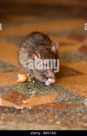 Ratten isst Nuss Karni Mata Tempel Deshnok Rajasthan Indien Stockfoto