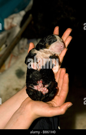 Neu geborene Berner Sennenhund Lieferung Stockfoto