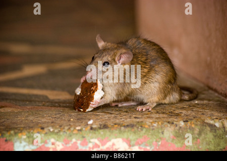 Ratten isst Nuss Karni Mata Tempel Deshnok Rajasthan Indien Stockfoto