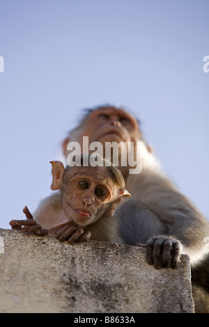 Bonnet Macaque Mutter und Baby Affe peering über eine Mauer mit einem blauen Himmel als Hintergrund Stockfoto