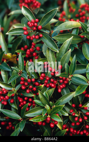 Rote Beeren des Skimmia Jap Ssp Reevesiana Robert Fortune Stockfoto