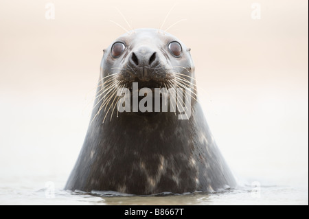 Porträt von Grey Seal Halichoerus Grypus Kuh aus dem Meer bei Donna Nook Stockfoto