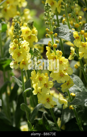 Dunkle Königskerze, Verbascum Nigrum, Scrophulariaceae Stockfoto