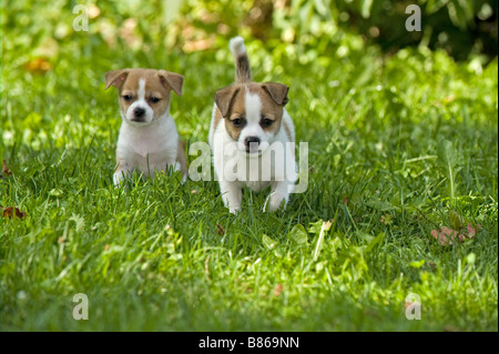 zwei Hälfte züchten Hundewelpen auf Wiese Stockfoto