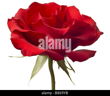 rote rose Nahaufnahme isoliert auf weißem Hintergrund Stockfoto