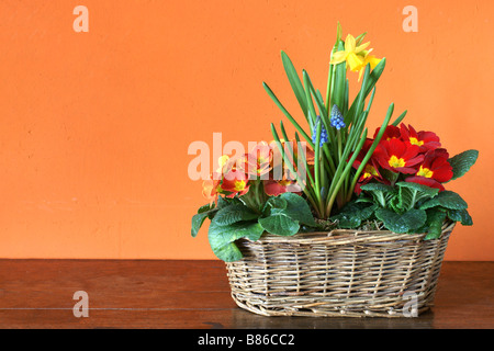 Frischen Frühlingsblumen blühen in einem Blumenkorb auf einem antiken Tisch vor eine orange Wand Stockfoto