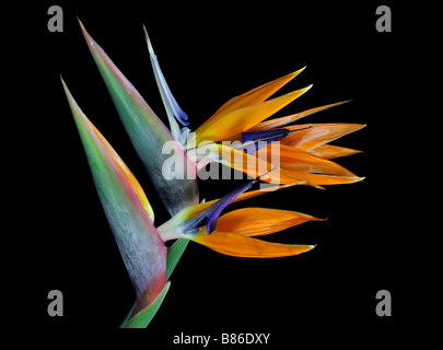 Bird Of Paradiesblumen (Sterlitzia Reginae) Stockfoto