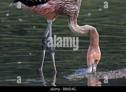 Karibischer Flamingo (phoenicoperus ruber) juvenile Stockfoto