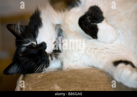 Schwarz / weiß langhaarige Katze schlafend auf dem Sofa scrunching Gesicht Stockfoto