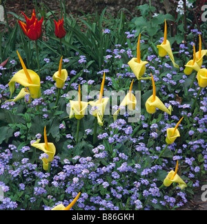 Detail einer Blüte Grenze bei Great Dixter mit Arum creticum Stockfoto