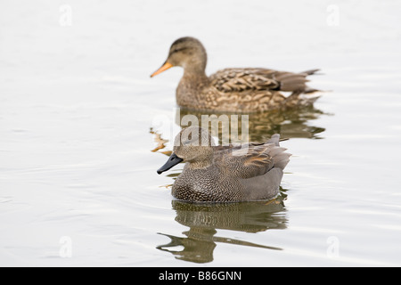 Paar Gadwall Anas Strepera London UK winter Stockfoto