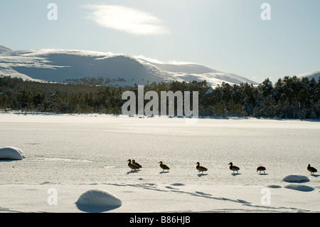 Eine Truppe von Mallard Enten auf gefrorenen Loch Morlich Cairngorm National Park Inverness-Shire Highland Schottland SCO 2054 Stockfoto