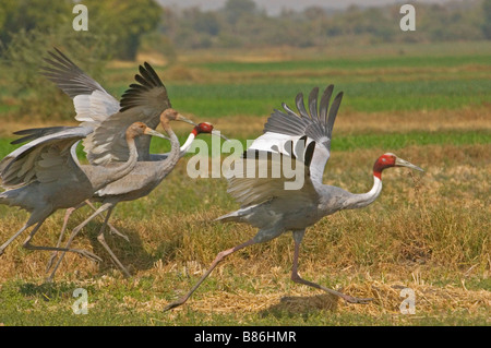 Stilicho Krane Flug Stockfoto