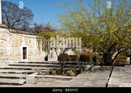 eine gelbe Blüte Palo Verde Baum im Plazuela de Carmen Alto in Oaxaca-Stadt, Oaxaca, Mexiko Stockfoto