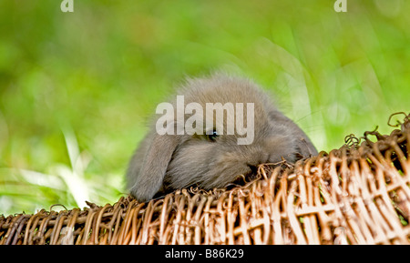 Junge Zwerg-Kaninchen Stockfoto