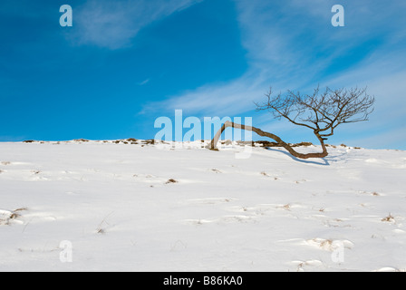 Knorrigen Baum am Rushup Rand, Derbyshire, Großbritannien Stockfoto