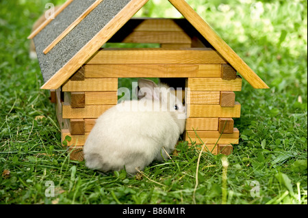 Haus Kaninchen Junge Tiere Wiese An Der Seite Sitzen Stockfoto