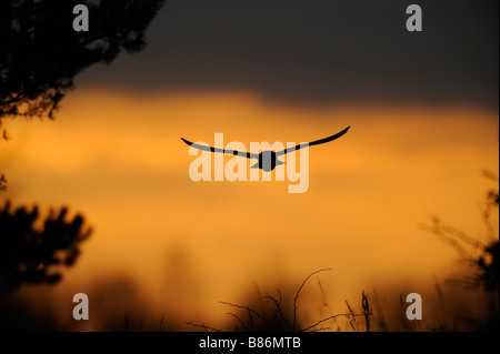 Schleiereule (Tyto Alba) in den Sonnenuntergang fliegen Stockfoto