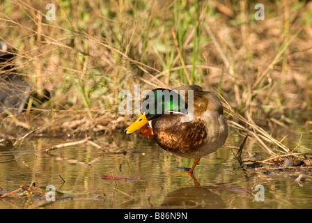 Männliche Stockente putzen Federn in flachen Wasserbecken Stockfoto