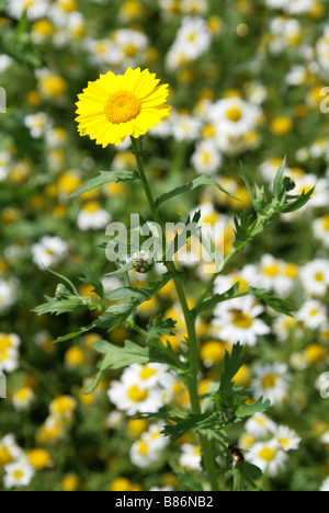 Mais-Ringelblume, Chrysanthemum Segetum, Asteraceae und Ox Auge Gänseblümchen Chryanthemum leucanthemum Stockfoto