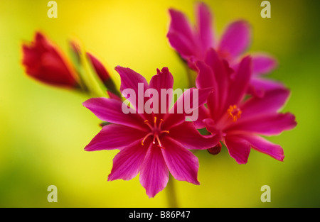 Eine Nahaufnahme der Blüte Lewisia Cotyledon vor einem gelben Hintergrund Stockfoto