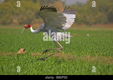 Stilicho Kran Stockfoto