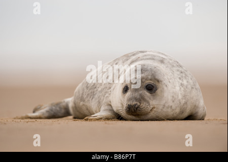 Grey seal Pup Halichoerus Grypus am Strand bei Donna Nook Stockfoto